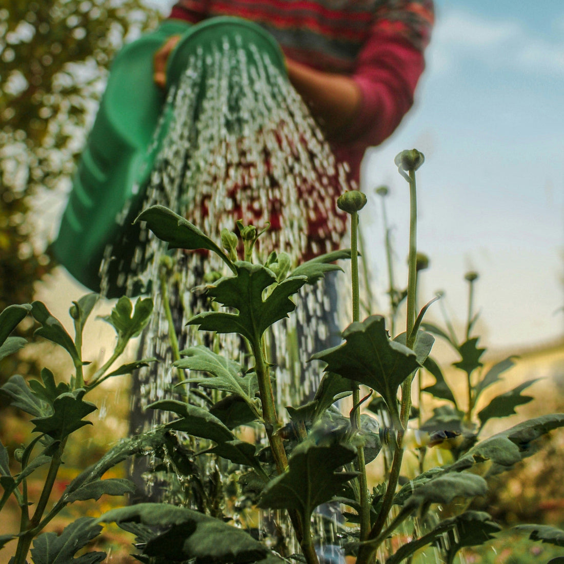 Berkebun
