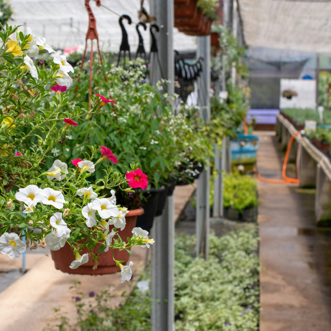 Rumah Kecil, Taman Indah: Tips Berkebun Bunga untuk Ruang Terbatas