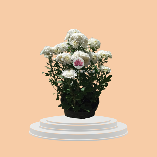 Flower Care 101: Tips for Beginners