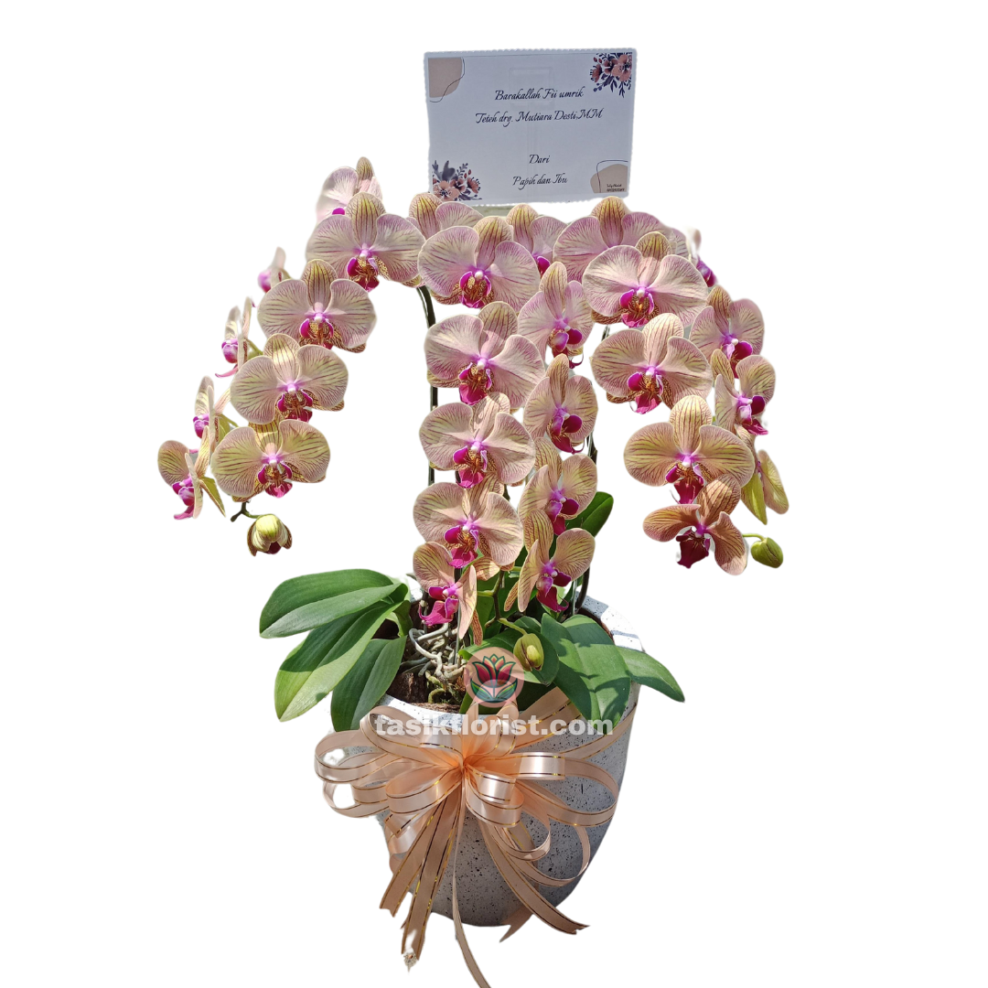 Anggrek Phalaenopsis